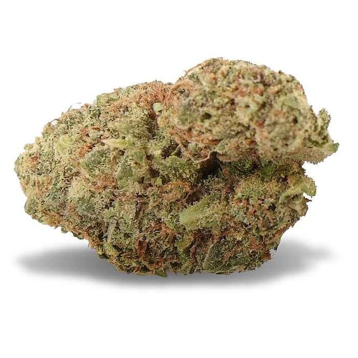 Brownie Scout strain