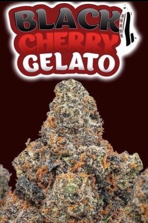 Black Cherry Gelato Strain